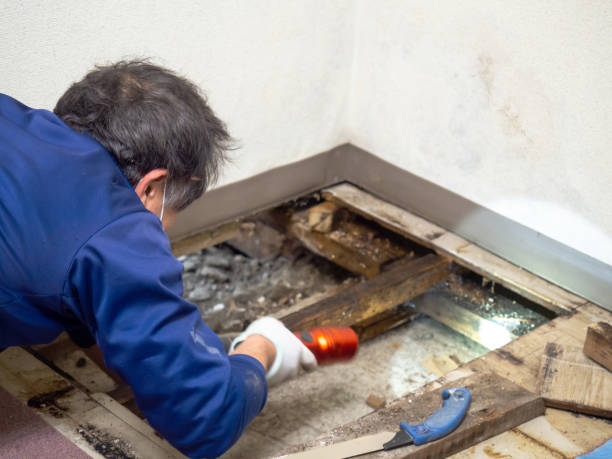 Best Certified Mold Removal  in Guadalupe, CA
