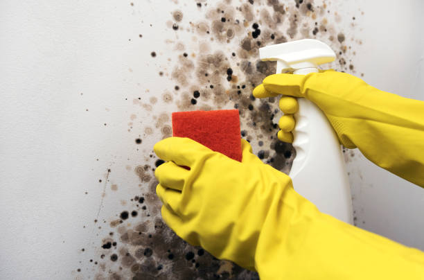 Mold Removal Process in Guadalupe, CA