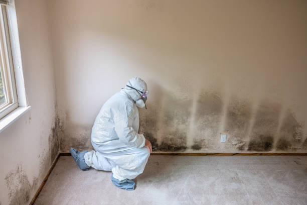 Professional Mold Removal in Guadalupe, CA