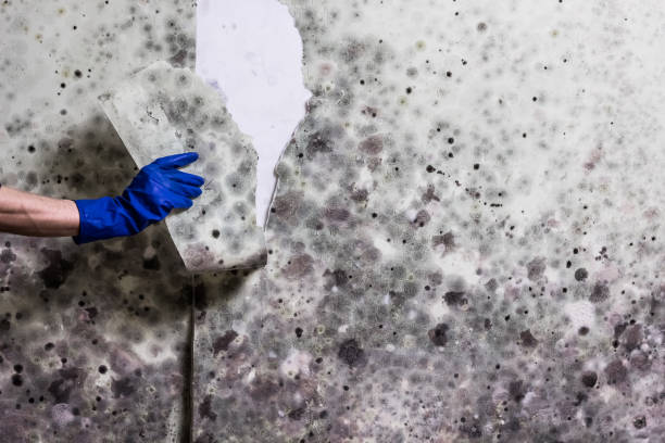 Best Mold Remediation Experts  in Guadalupe, CA