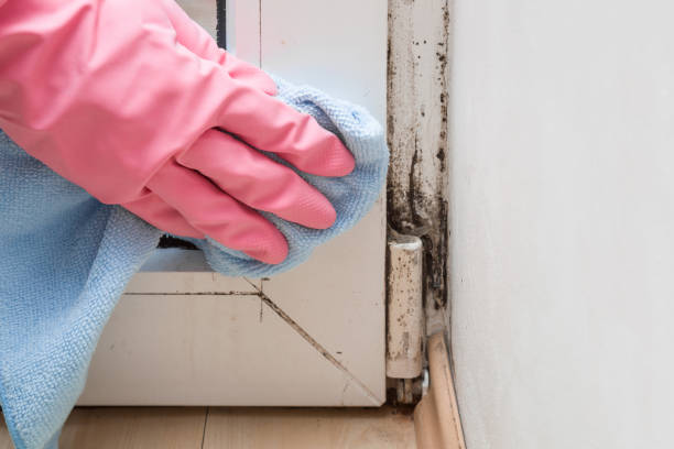 Best Commercial Mold Removal  in Guadalupe, CA