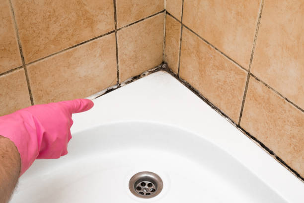 Best Mold Remediation  in Guadalupe, CA